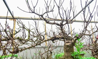 Cận cảnh đào thất thốn Nhật Tân khác xa đào thất thốn Trung Quốc