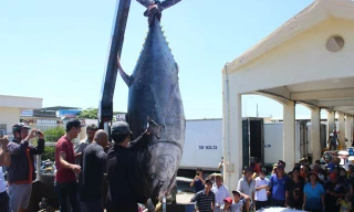 Ngư dân Phú Yên liên tiếp câu được cá ngừ vây xanh 'siêu khủng' 