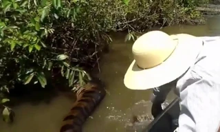 Video: Hoảng hồn đụng độ trăn khủng Anaconda trên sống Amazon