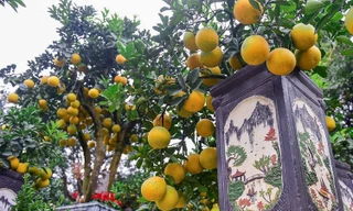 Bưởi bonsai cỡ nhỏ 'độc lạ' hút khách chơi Tết