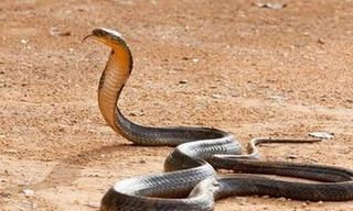 Video: Rắn hổ mang bị bắn đứt đôi thân vẫn tẩu thoát nhanh chóng