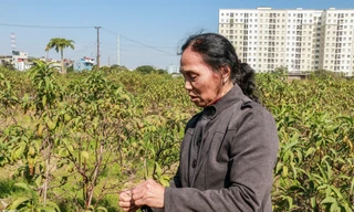 Hàng nghìn gốc đào bị chết, đền bù cho dân có thỏa đáng?