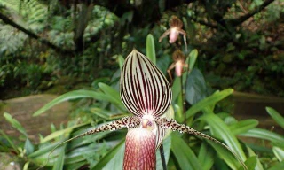 Loại hoa quý như vàng, 15 năm mới nở một lần, đại gia mơ cũng khó mua