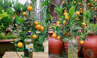 Độc đáo quất bonsai 'ẩn mình' trong chai thủy tinh được săn đón