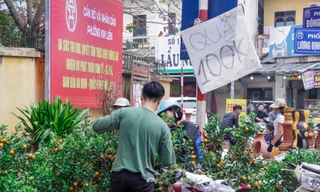 Rớt giá 'thê thảm', hàng nghìn cành đào, chậu quất không ai mua