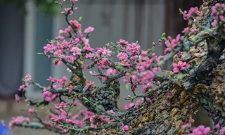 Xuất hiện cây đào bằng đá quý hơn nửa tỷ đồng tại Hà Nội