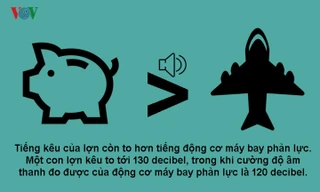 Năm Kỷ Hợi 2019 khám phá 10 sự thật bất ngờ về loài heo