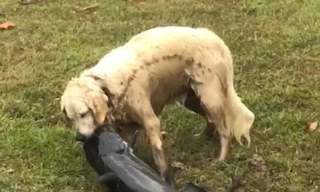 Chó trắng trổ tài bắt cá da trơn ‘khủng’