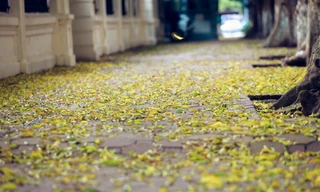 Những con phố, vỉa hè Thủ đô đẹp nao lòng nhờ "nhuộm" màu vàng từ hàng cây thi nhay thay lá ngỡ như mùa thu thứ 2