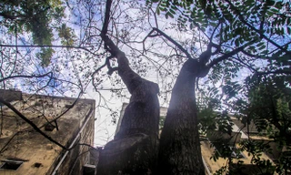 Nhiều cây sưa nghi bị đầu độc chỉ còn là cành củi khô và lá xác xơ