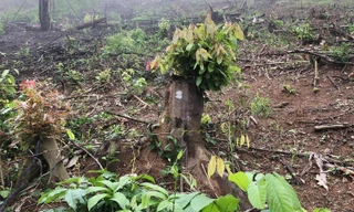 Bắt giam nguyên trưởng ban quản lý rừng phòng hộ Yên Thành