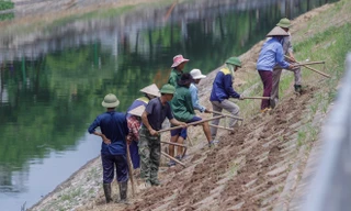 Phủ xanh bờ kè sông Tô Lịch bằng cỏ lá tre