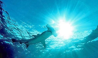 Theo dõi cá mập đầu búa bằng vệ tinh