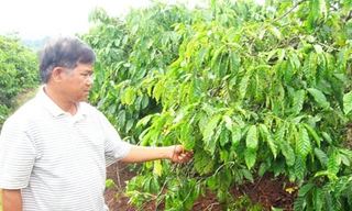 Ve sầu hoành hành cà phê