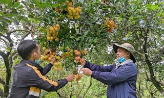 Dân khắc khoải chờ thương lái, doanh nghiệp
