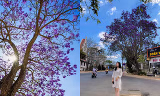 Phượng tím Đà Lạt đang mùa nở rộ, từng góc phố đẹp đến ngỡ ngàng