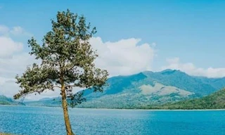 Cây "cô đơn" ở tỉnh Quảng Trị