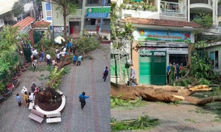 Vụ cây phượng bật gốc tại trường: Học sinh lớp 6 khóc nức nở khi nghe tin bạn tử vong