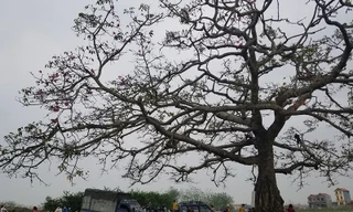 Cây hoa gạo trong “Cô gái nhà người ta” xác xơ sau khi khách du lịch đổ xô tới tham quan