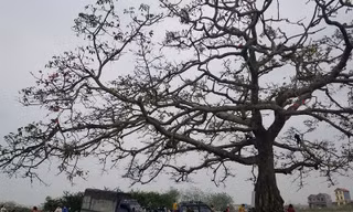 Cây hoa gạo trong “Cô gái nhà người ta” xác xơ sau khi khách du lịch đổ xô tới tham quan