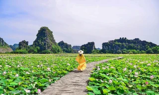 Đẹp lụy tim con đường gỗ giữa cánh đồng sen đang nở rộ ở Hang Múa (Ninh Bình)