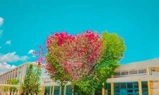 Giới trẻ thích thú với cây trái tim trồng trong khuôn viên của một trường Đại học