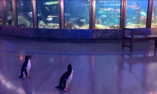 Thủy cung đóng cửa vì dịch, chim cánh cụt tung tăng đi thăm loài động vật khác