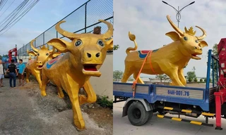 Biểu cảm siêu hài hước của “Trâu vàng” Tân Sửu ở tỉnh Vĩnh Long: Tôi là ai và đây là đâu?