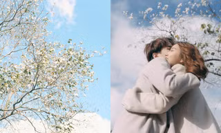 Những con đường ngập tràn hoa ban ở Đà Lạt tháng 12 này: Mình gặp nhau khi mùa hoa nở nhé!