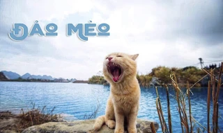 “Đảo Mèo”, hội nhóm dành cho người yêu mèo lớn nhất Việt Nam, đã bị Facebook cho "bay màu"