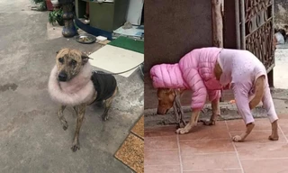 Thời trang của hội thú cưng trong thời tiết rét đậm: Khi “sen” làm stylist cho các “boss“