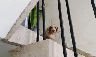 Cái kết đầy bất ngờ của chàng shipper đi giao hàng bỗng gặp lại chó cưng thất lạc 5 năm