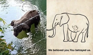 Voi mẹ mang thai chết vì bị dân làng lừa cho ăn trái dứa nhồi pháo khiến dân mạng phẫn nộ