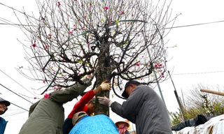 Kiếm tiền triệu mỗi ngày nhờ vận chuyển đào, cây cảnh dịp Tết 