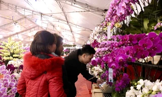 Chưa Tết lan hồ điệp đã ‘hạ nhiệt’