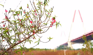 Người trồng đào Nhật Tân ngóng thời tiết, thấp thỏm lo hoa nở sớm