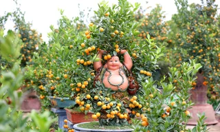 Lễ hội hoa đào, quất cảnh Xuân Giáp Thìn 2024 tổ chức tại phố Trịnh Công Sơn từ 26/1