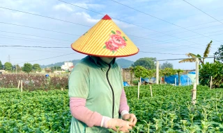 Thủ phủ hoa lớn nhất xứ Thanh: Người làm vườn trông chờ vụ Tết để 'gỡ vốn'