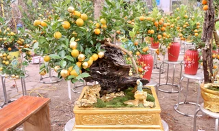 Hà Nội xuất hiện quất dát vàng 