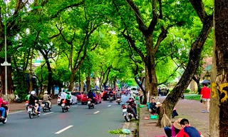 Hà Nội mùa sấu xanh mát phố phường 