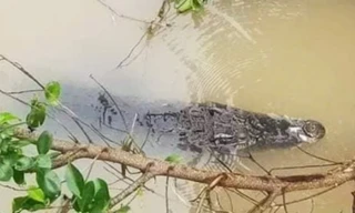 Cá sấu nổi trên kênh ở Long An, chính quyền cảnh báo khẩn