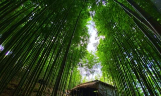 Lạc lối giữa rừng trúc như trong phim kiếm hiệp ở Mù Cang Chải