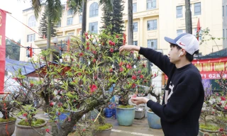 Đào cổ 'vương giả' Tây Bắc về Hà Nội giá trăm triệu đồng