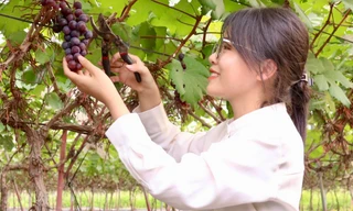 Lạc lối trong vườn nho trĩu quả ngay gần Hà Nội