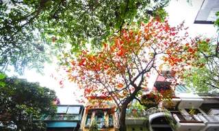 Hà Nội rực đỏ mùa bàng thay lá