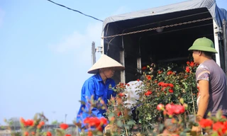 Người dân trồng hoa Mê Linh tất bật vào vụ Tết
