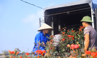 Người dân trồng hoa Mê Linh tất bật vào vụ Tết