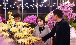 Lan hồ điệp tràn ngập Hà Nội 