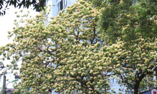 Cây hoa bún cổ hơn 300 tuổi rực vàng góc phố giữa lòng Hà Nội