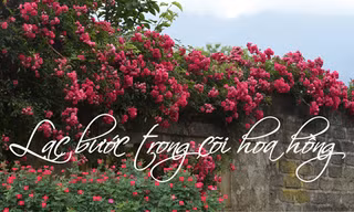 Lạc bước trong cõi hoa hồng Fansipan